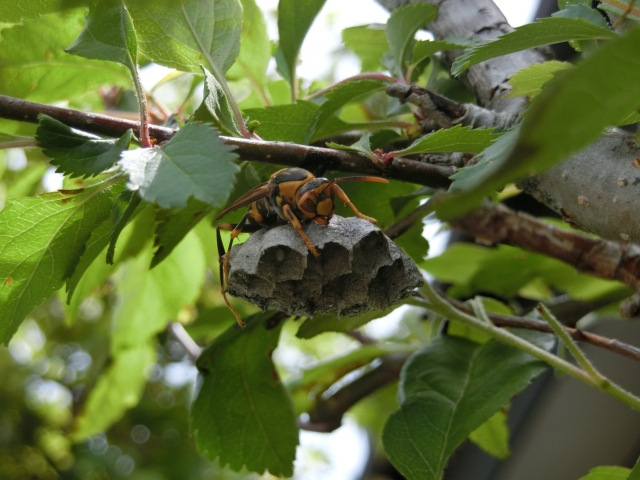 蜂の巣がベランダに 駆除する方法や駆除後にするべき対応は ゆっくりライフ