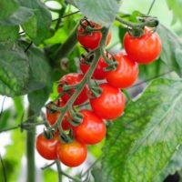 トマトの葉っぱに白い線が野菜に付きやすい害虫の駆除方法と再発予防
