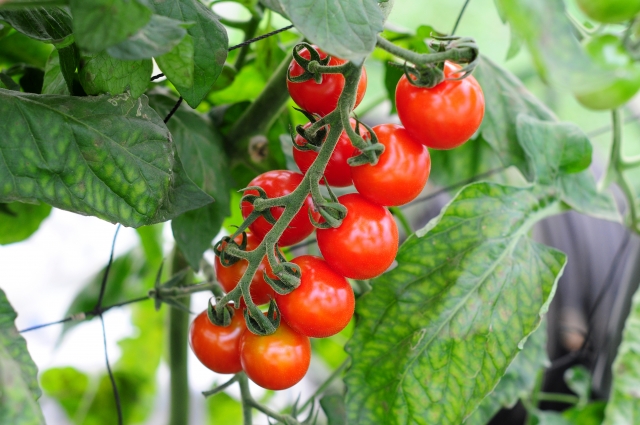 トマトの葉っぱに白い線が野菜に付きやすい害虫の駆除方法と再発予防 ゆっくりライフ