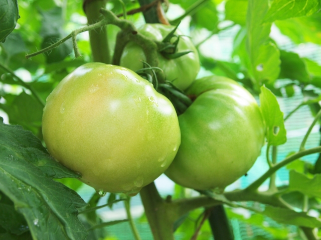 トマトの摘果の方法とタイミングはいつ 取った青い実は食べられる ゆっくりライフ