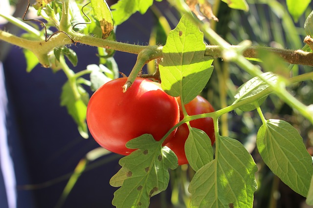 トマトの水やりは地植えの場合必要 夏場や植え付け直後の頻度は ゆっくりライフ